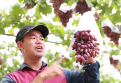 90后返乡大学生用酵素种植的生态葡萄喜获丰收